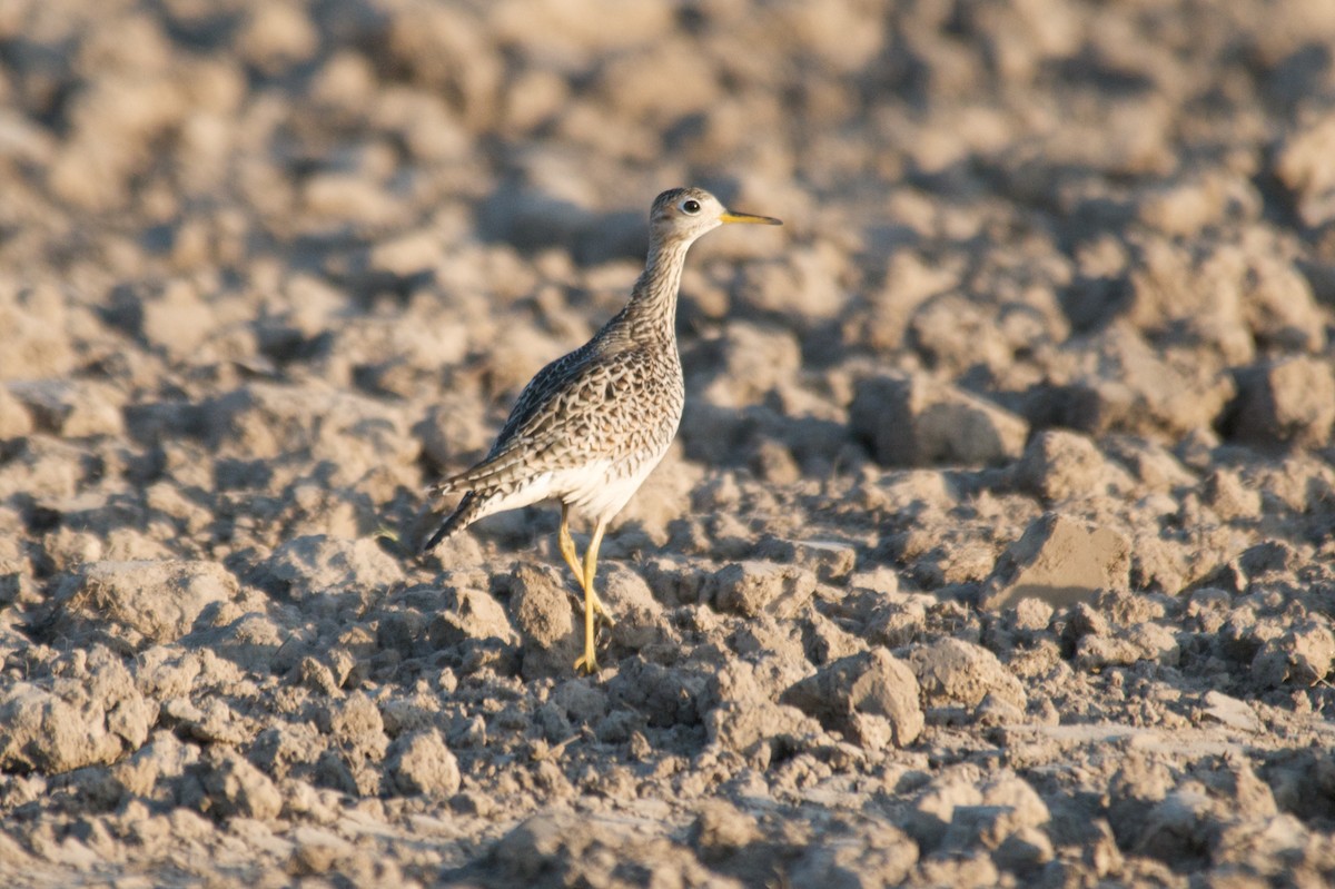 Upland Sandpiper - John C. Mittermeier