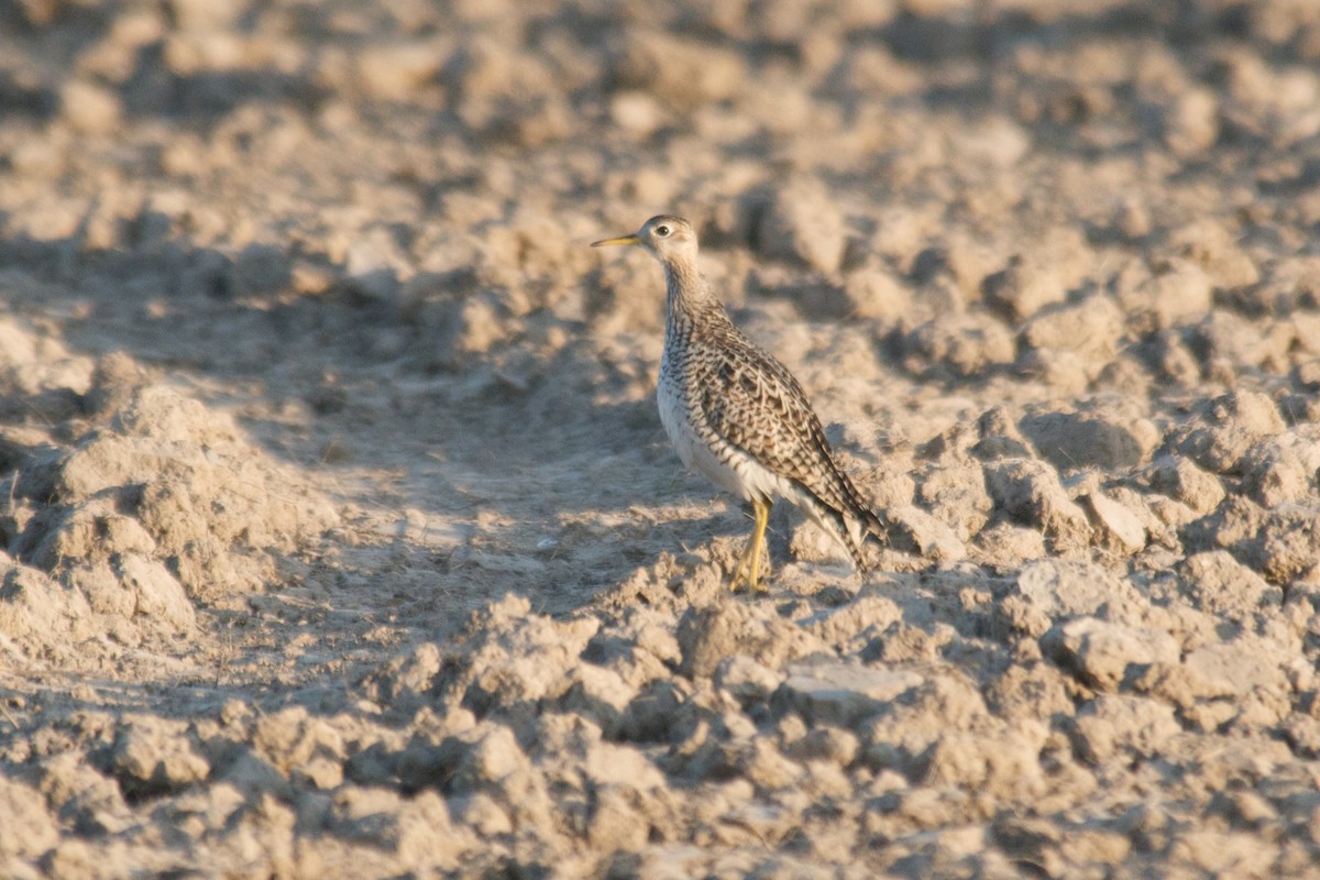 Upland Sandpiper - ML216298711