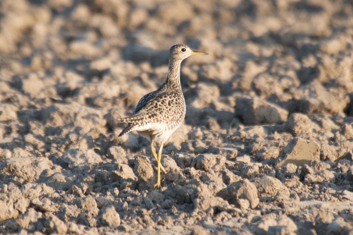 Upland Sandpiper - ML216298721