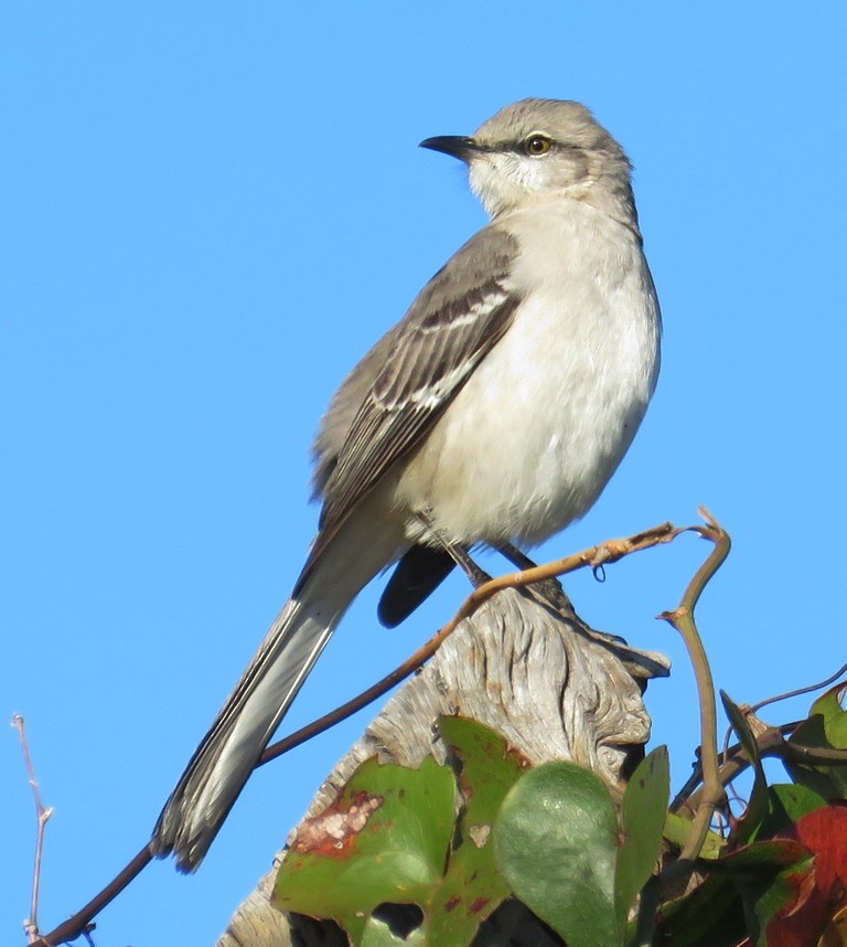 Northern Mockingbird - ML216299271