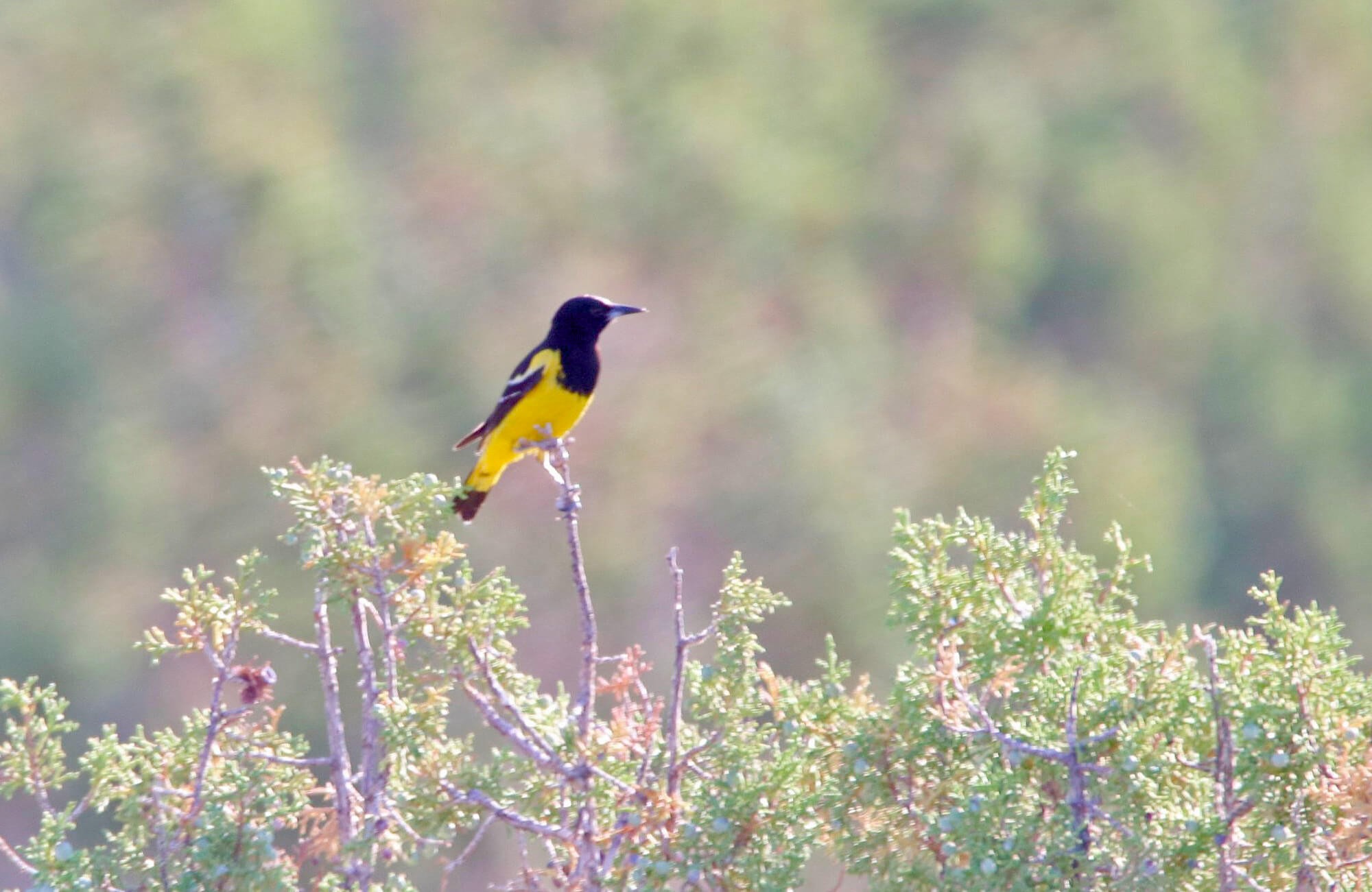 Scott's Oriole