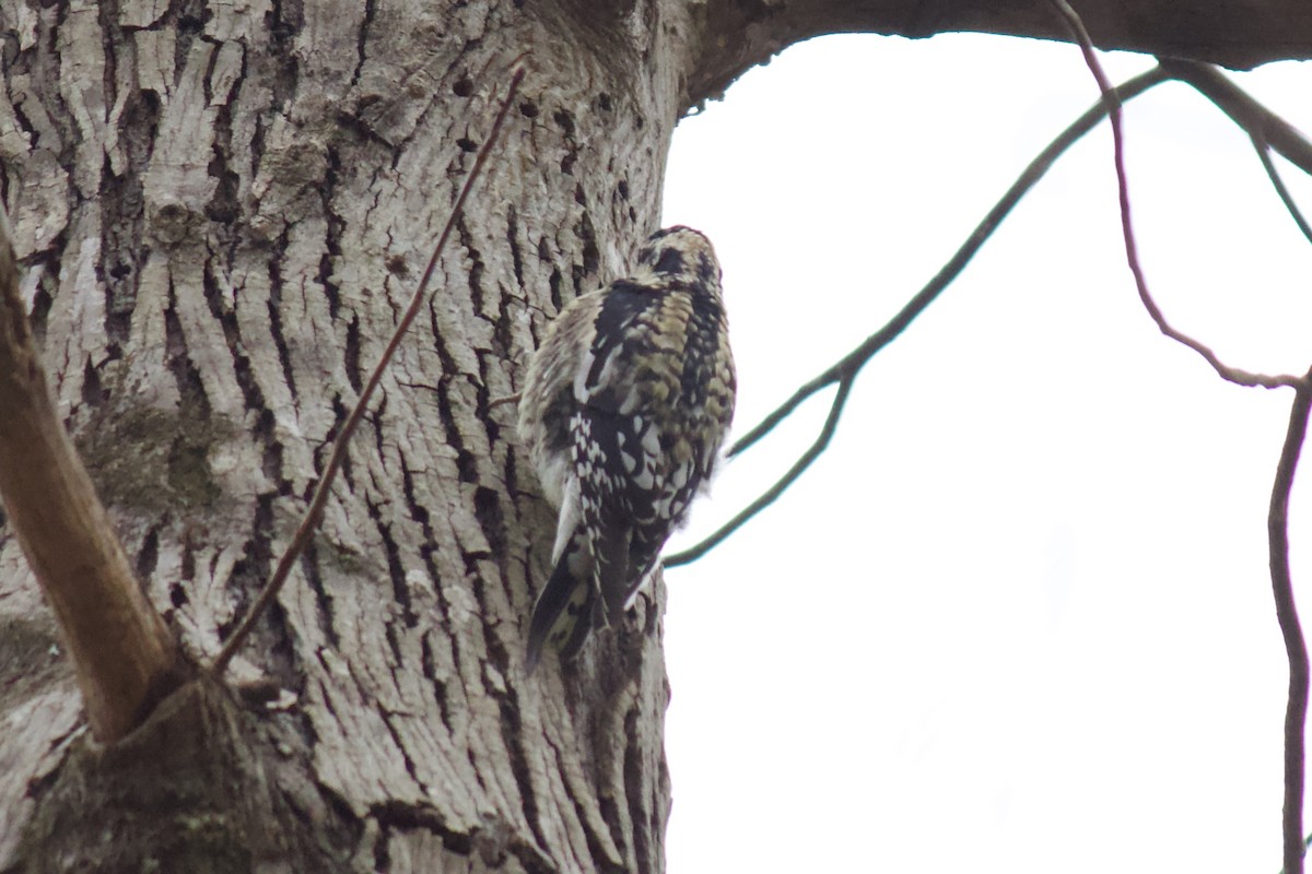 Yellow-bellied Sapsucker - ML216300091