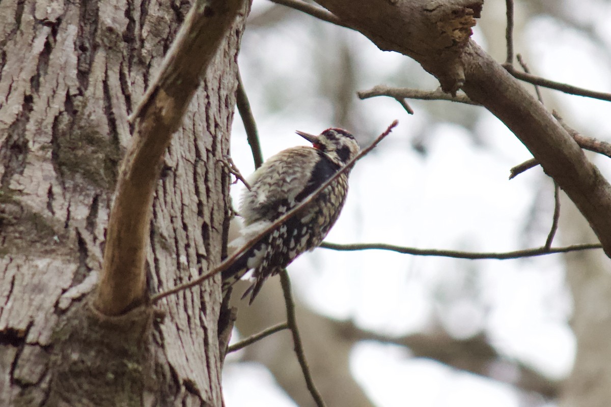 Yellow-bellied Sapsucker - ML216300101