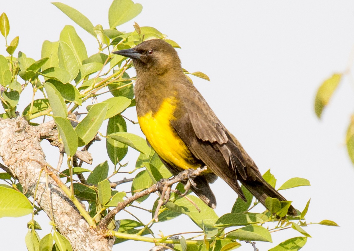 Brown-and-yellow Marshbird - Luciano Acquaviva
