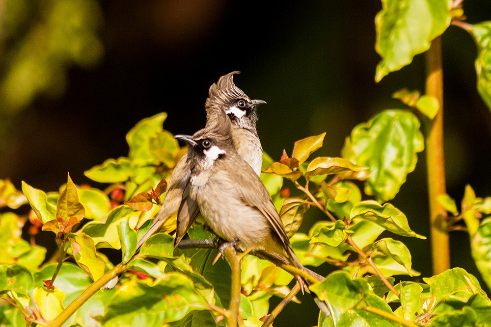 Himalayan Bulbul - ML21630251