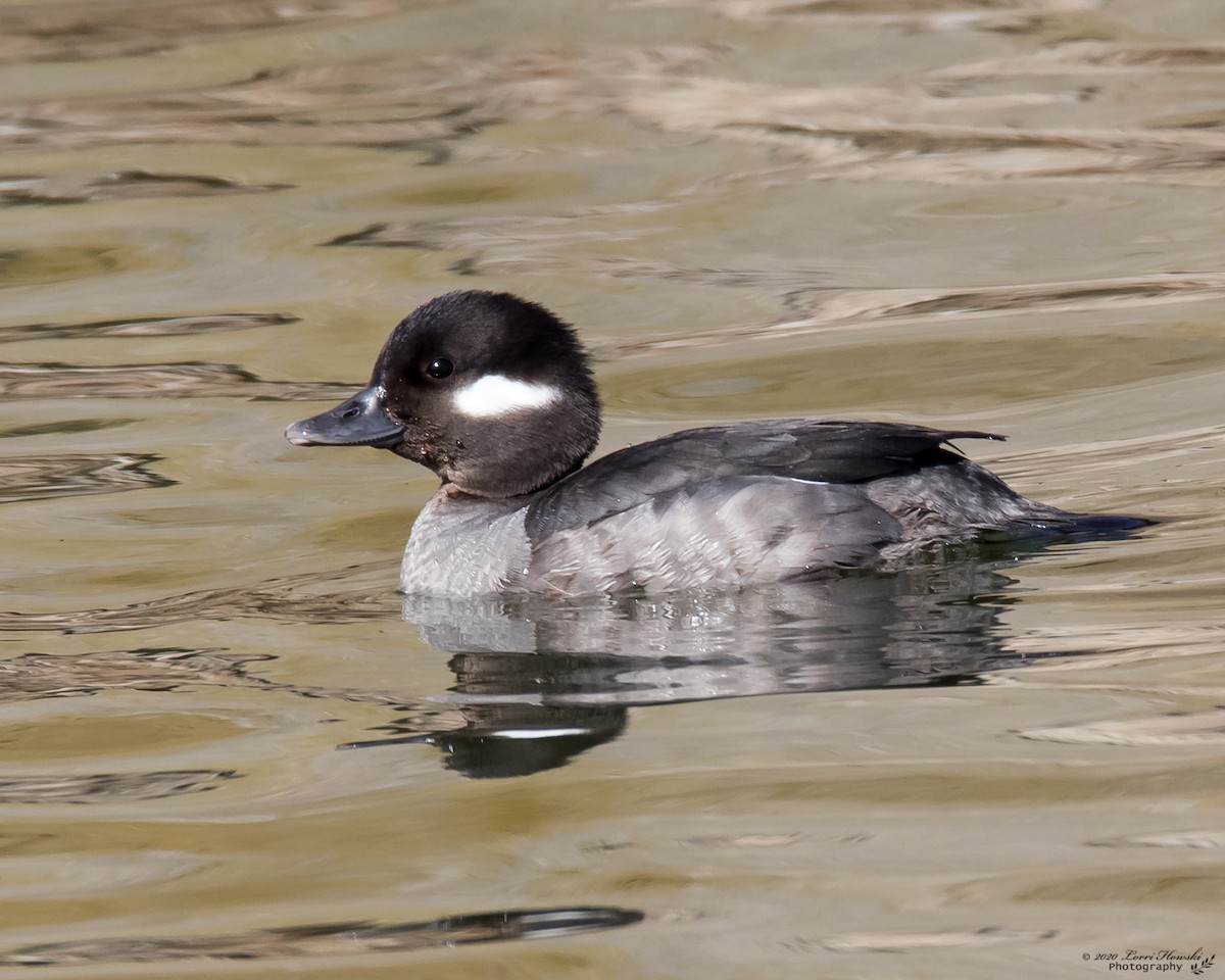 Bufflehead - Lorri Howski 🦋