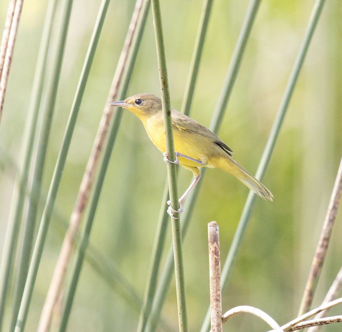 Southern Yellowthroat - ML216302781