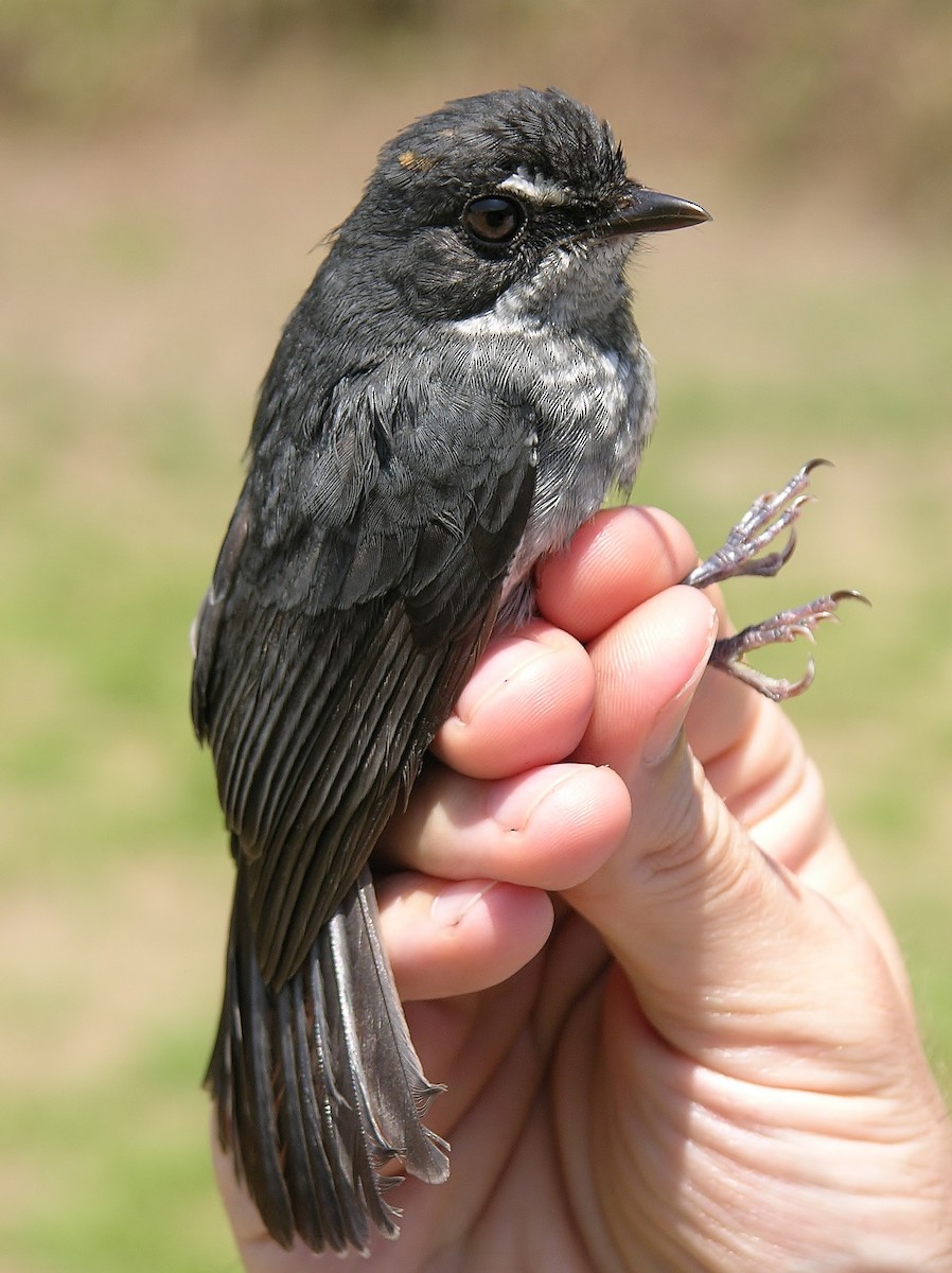 White-browed Forest-Flycatcher - Tony King