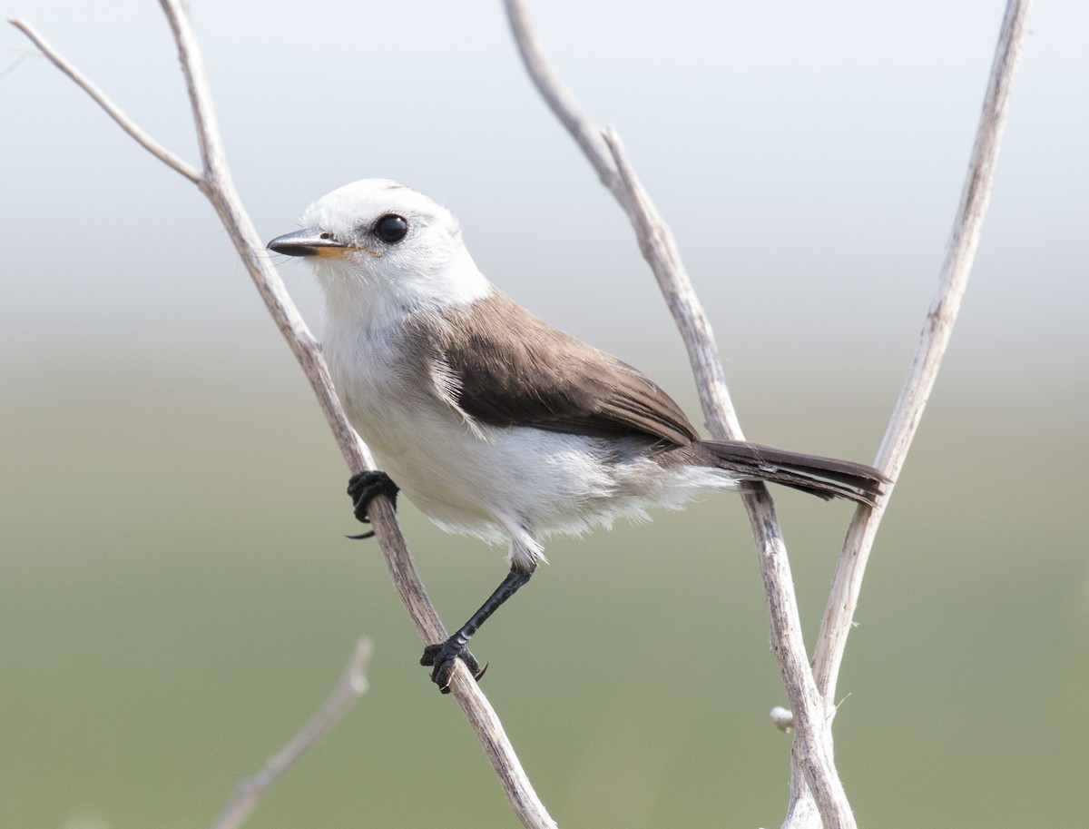 White-headed Marsh Tyrant - ML216303411