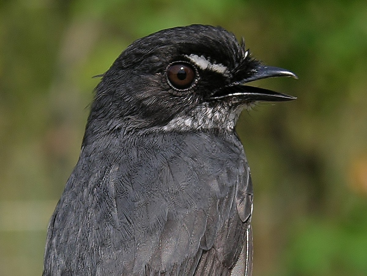 White-browed Forest-Flycatcher - Tony King