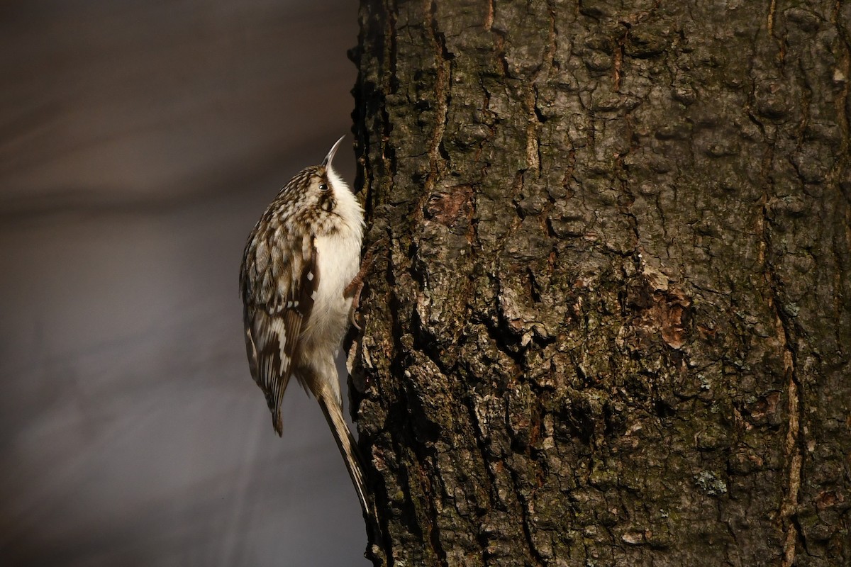 Brown Creeper - Nancy Wilcox