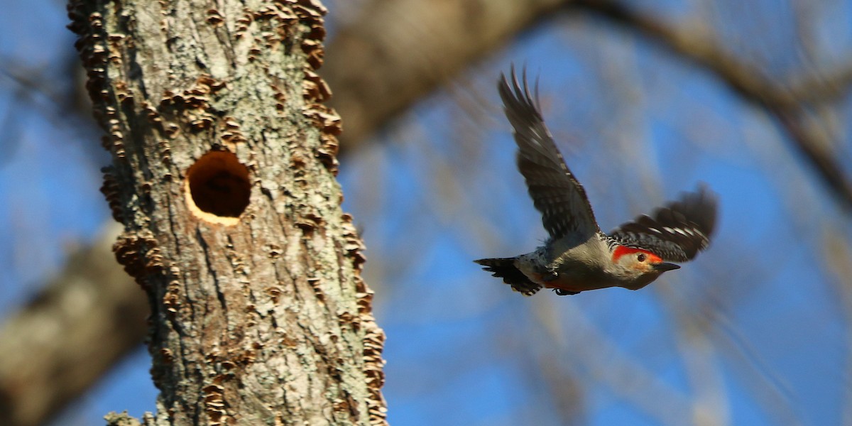 Red-bellied Woodpecker - ML216306101
