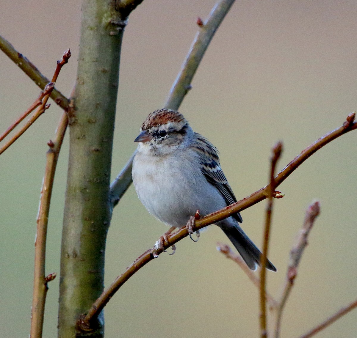 Chipping Sparrow - ML216306191