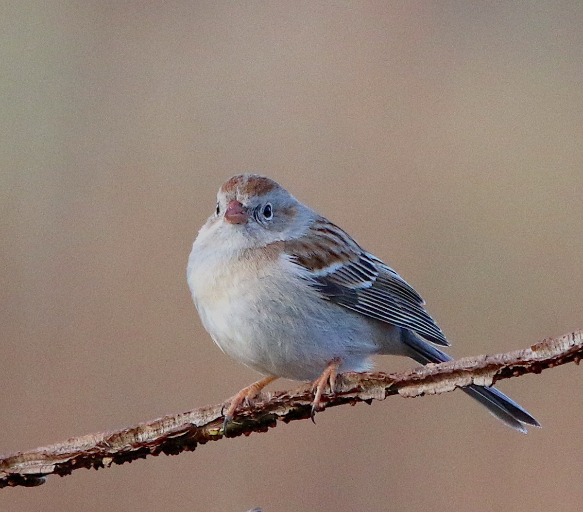 Field Sparrow - ML216306211