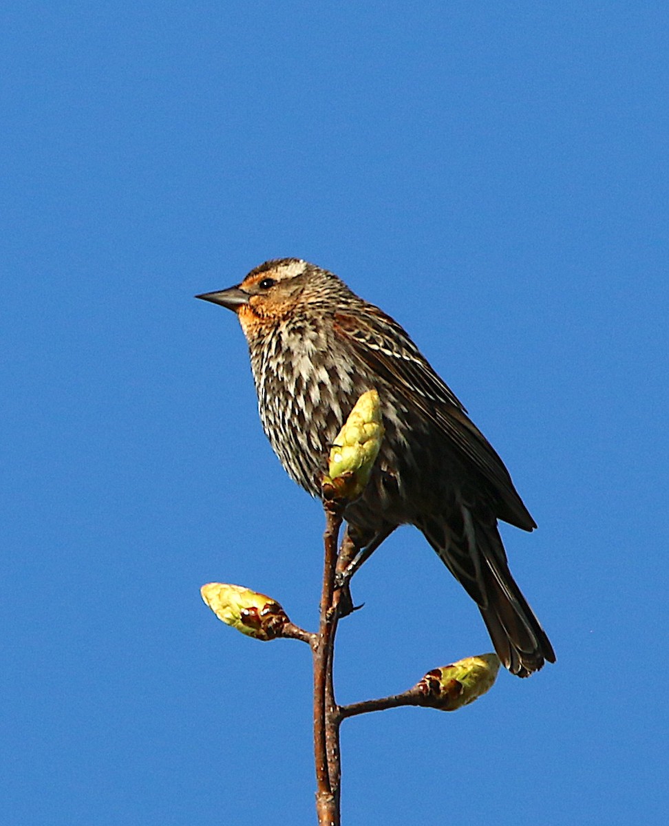 Red-winged Blackbird - ML216306251