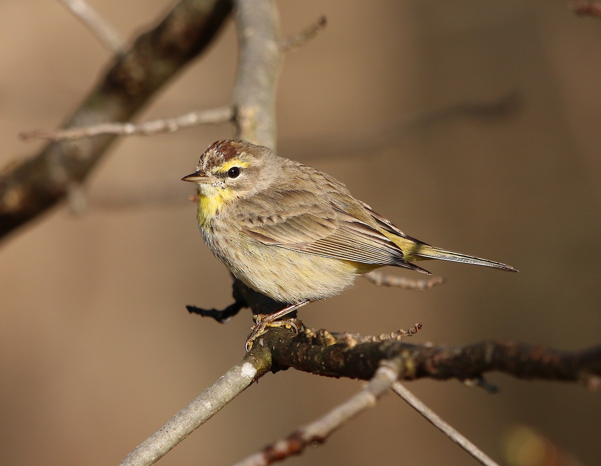 Palm Warbler - ML216306341