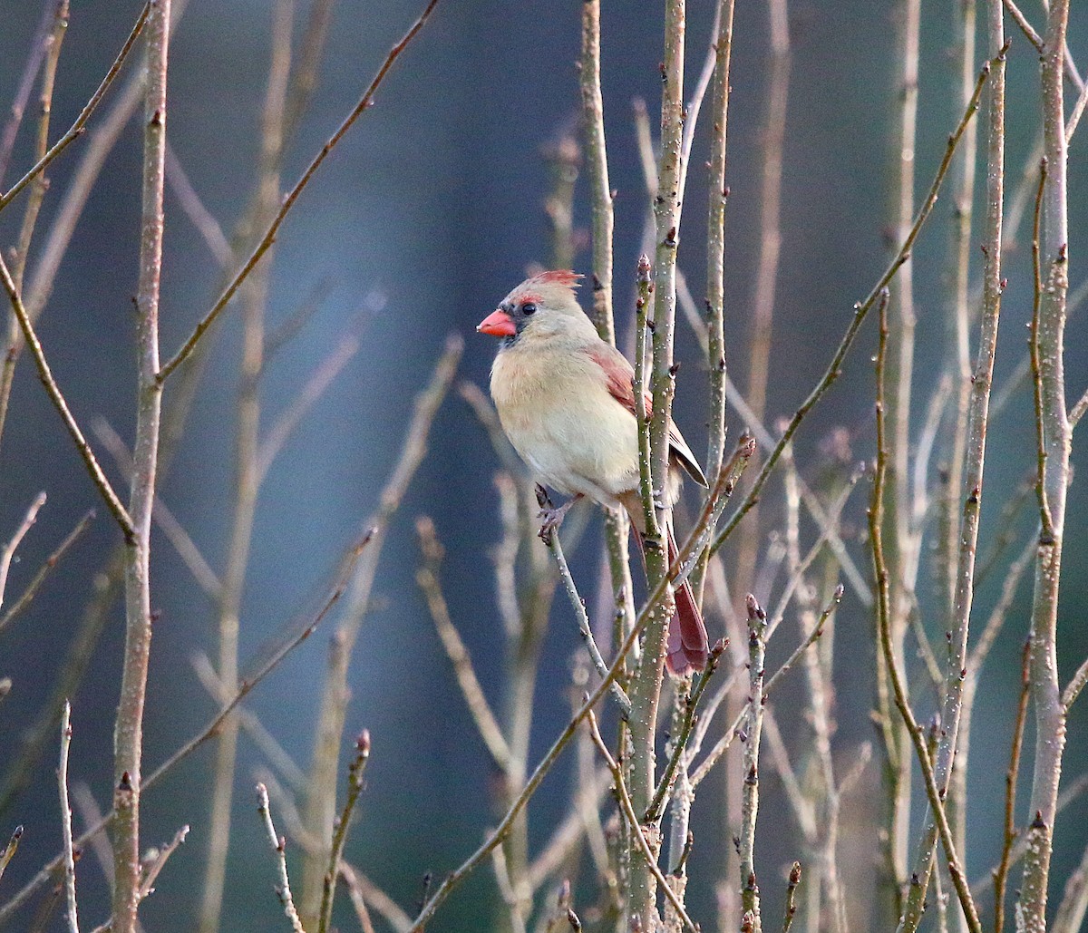 Northern Cardinal - ML216306411