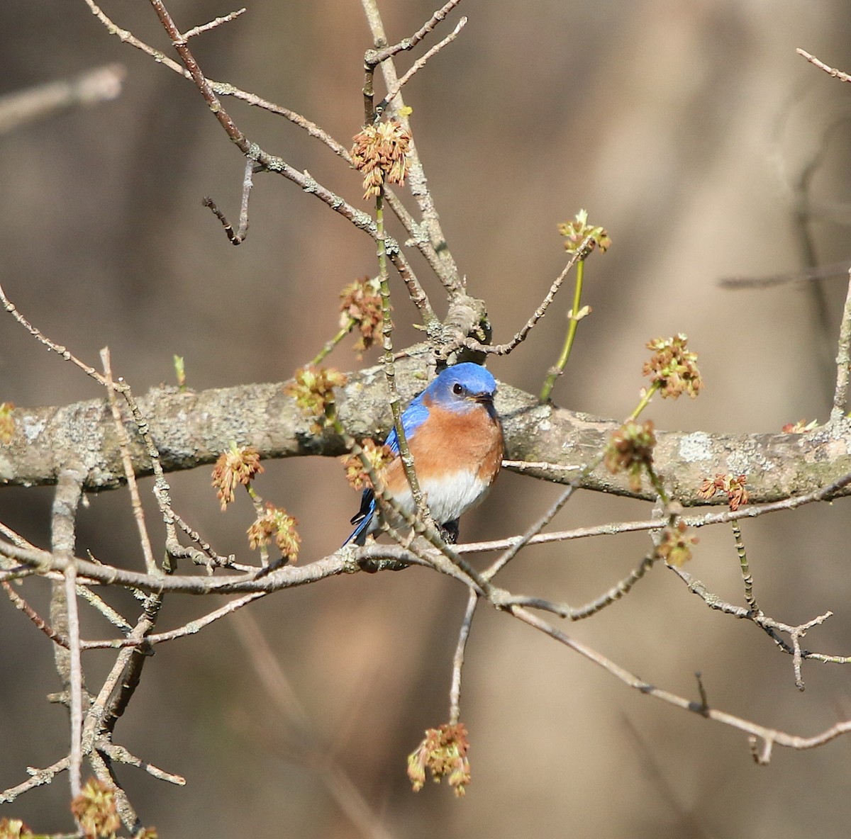 Eastern Bluebird - ML216307071