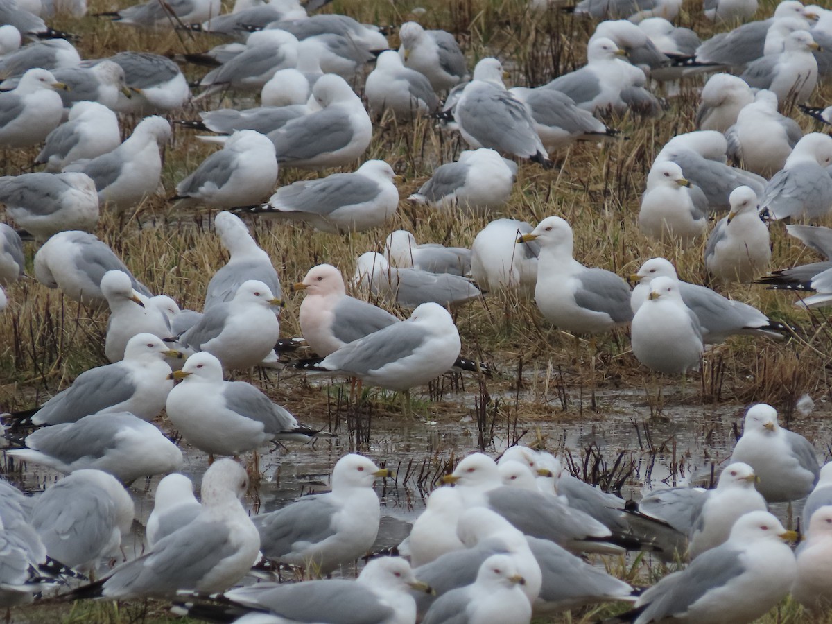 Ring-billed Gull - ML216307121