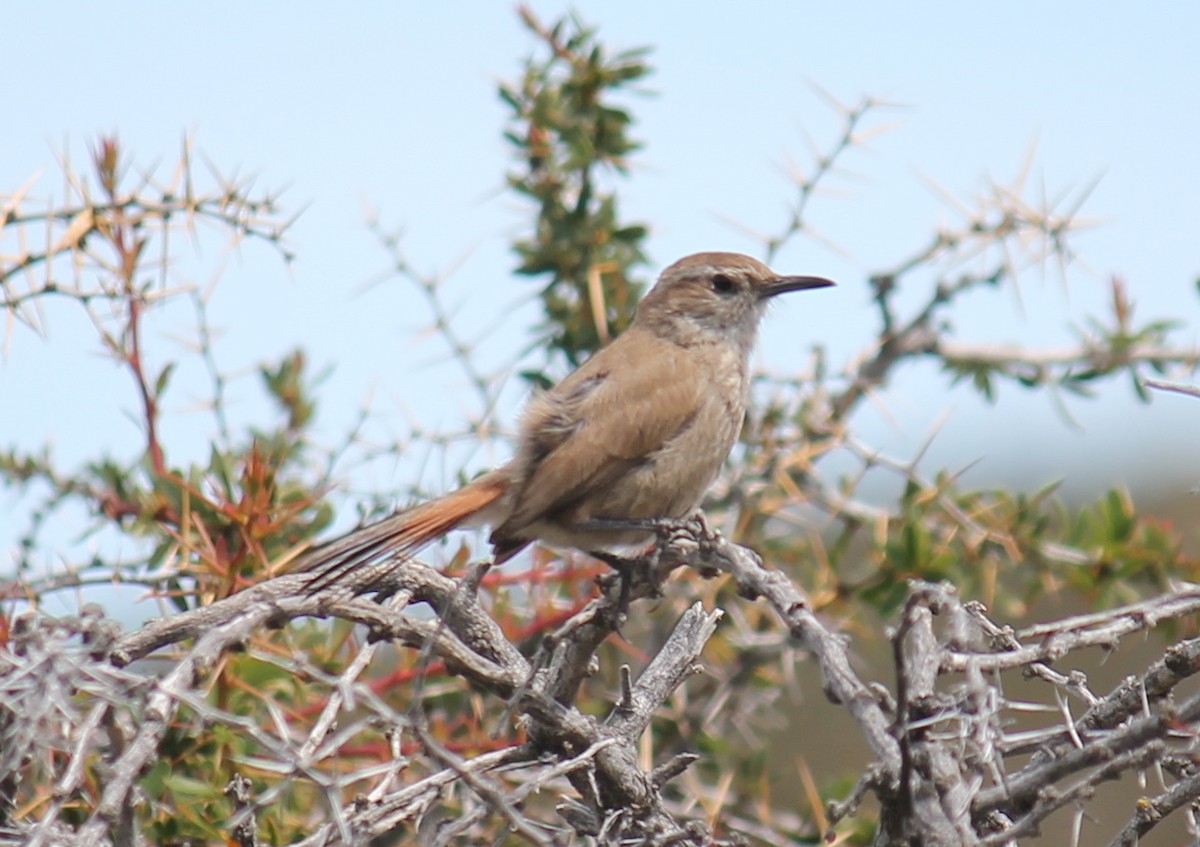 Chilia rougequeue - ML216307271