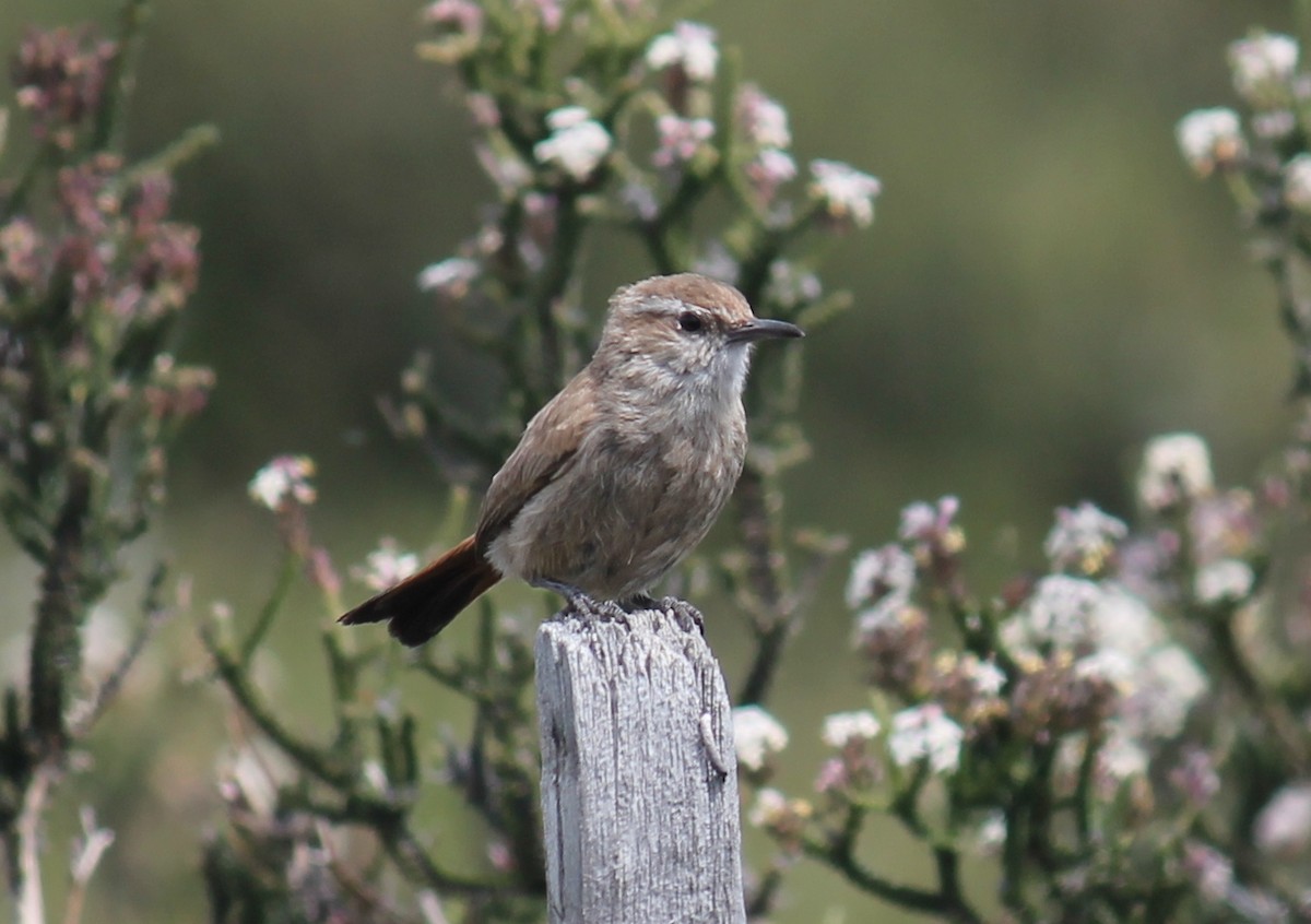 Chilia rougequeue - ML216307501