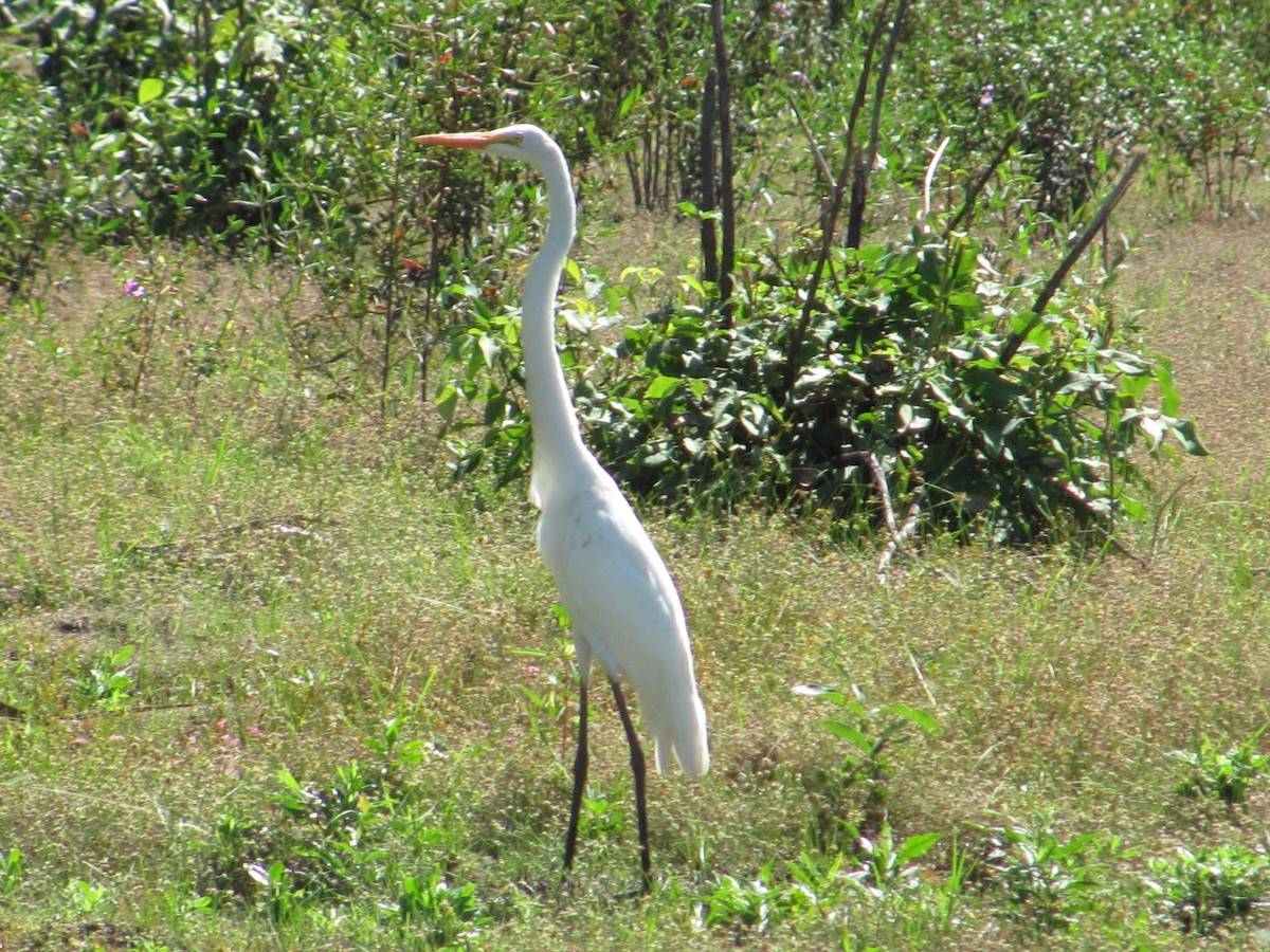 Great Egret - ML216307641