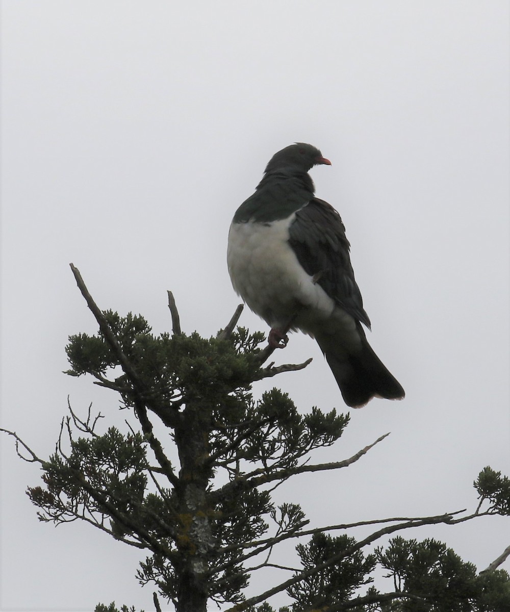 New Zealand Pigeon - Bradley Waggoner