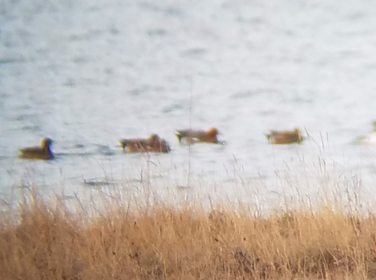 Eurasian Wigeon - ML216307921