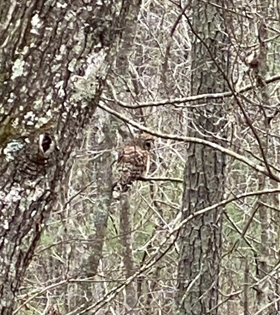 Barred Owl - ML216308041