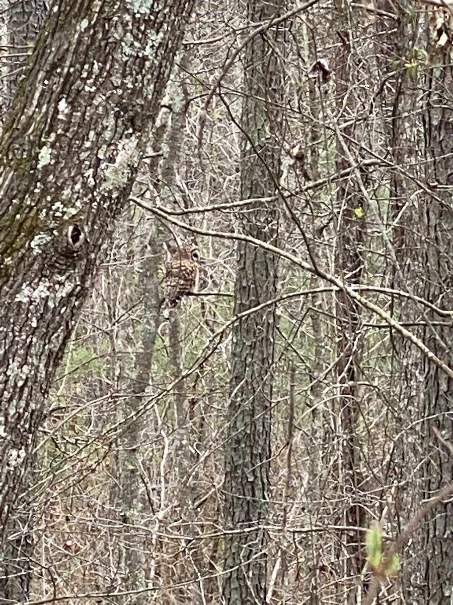 Barred Owl - ML216308051