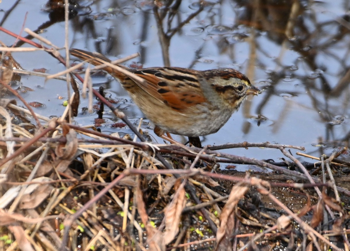 Swamp Sparrow - ML216308121