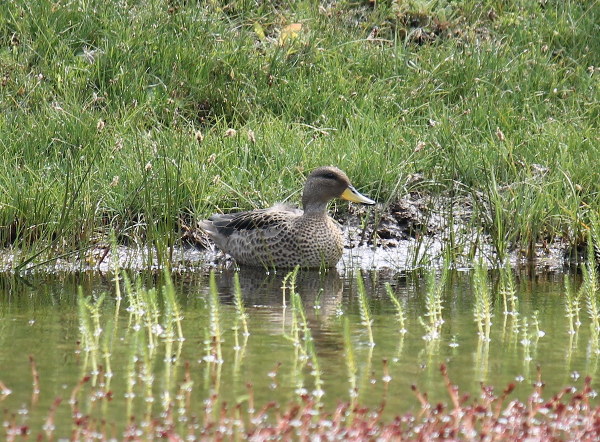 Yellow-billed Pintail (South American) - ML216308251