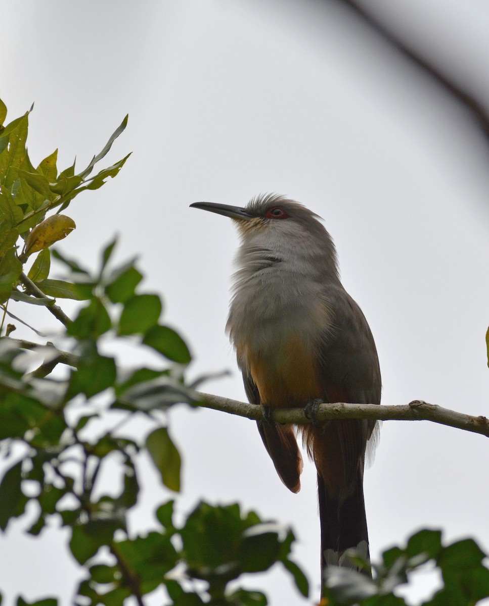 Hispaniolan Lizard-Cuckoo - ML216308941