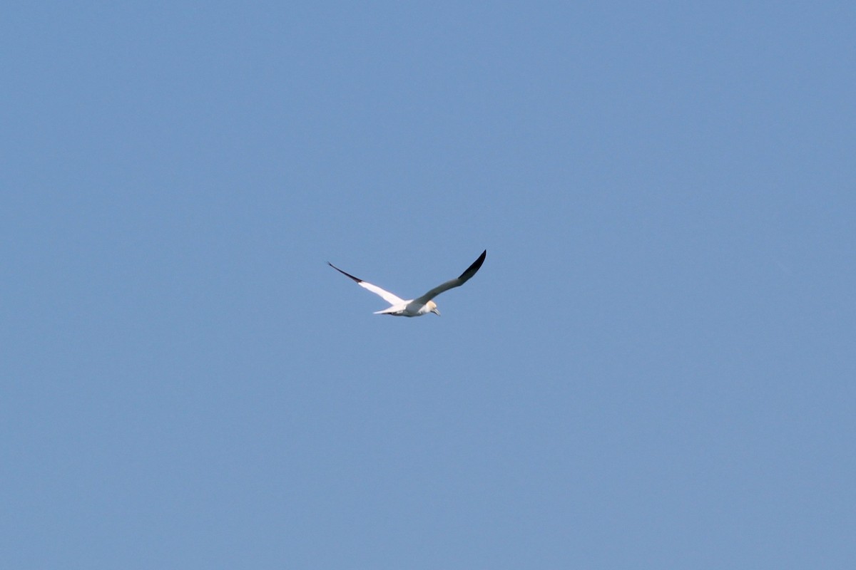 Northern Gannet - ML216308961