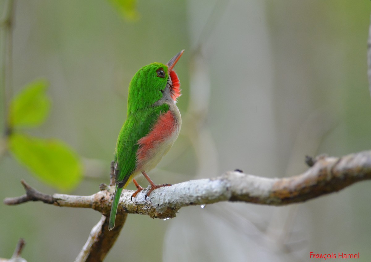 Broad-billed Tody - ML216309241