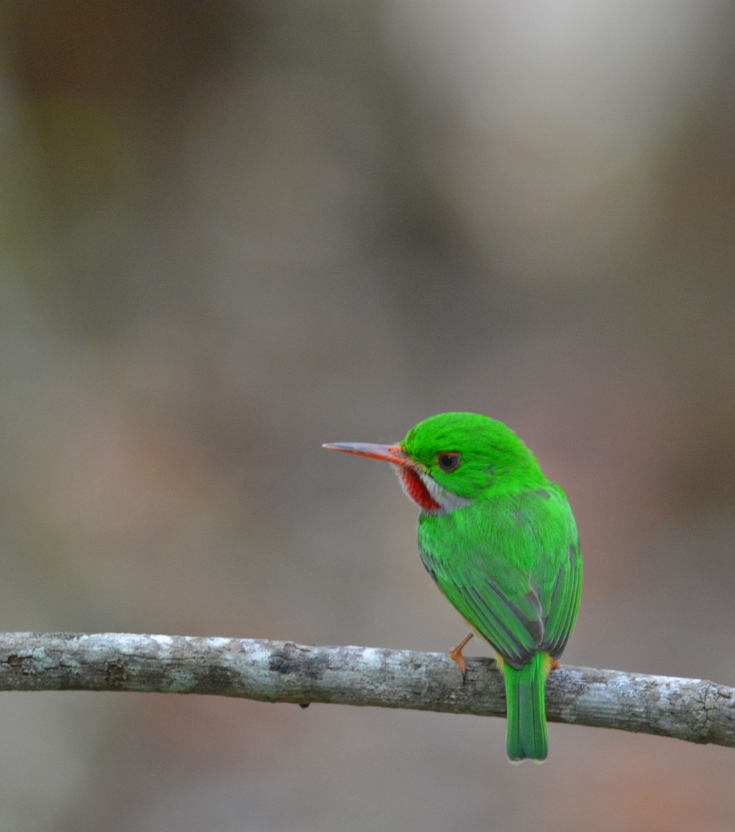 Broad-billed Tody - ML216309281