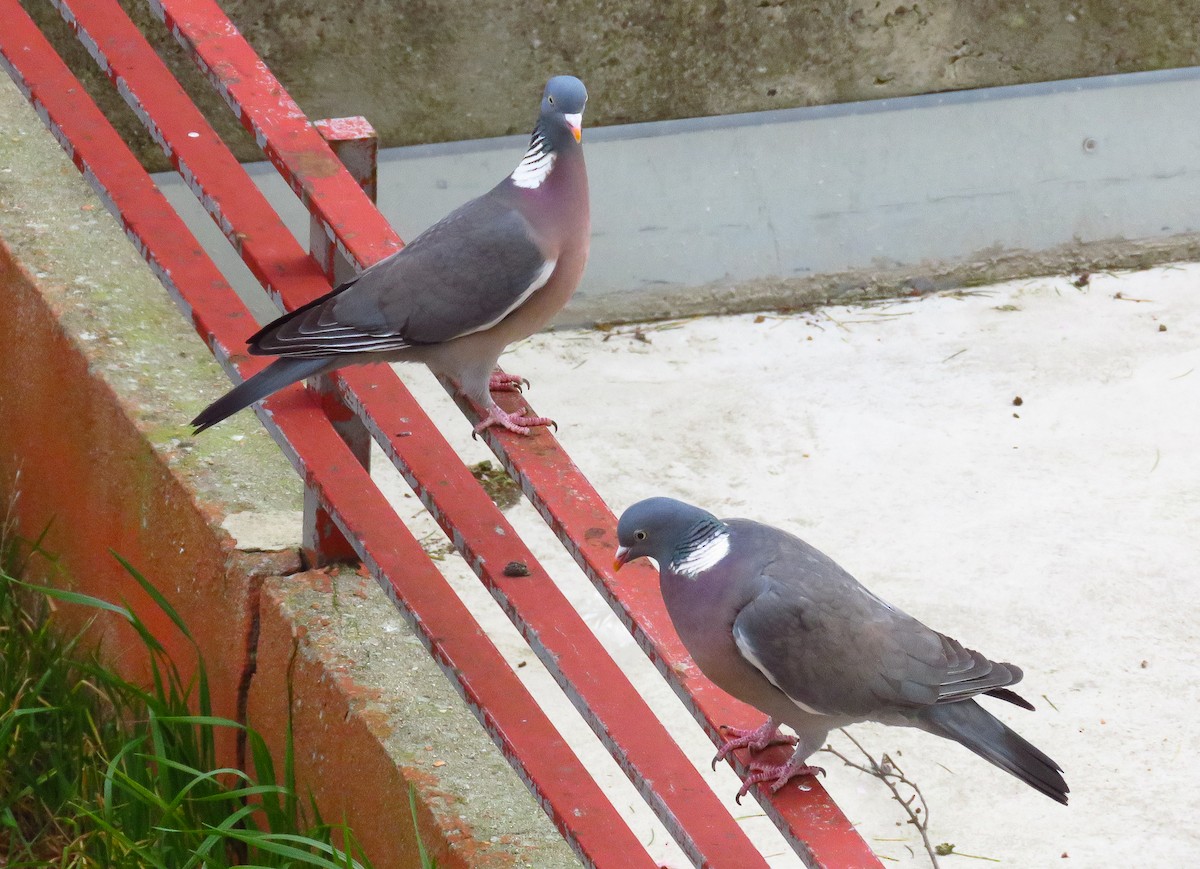 Pigeon ramier - ML216309401