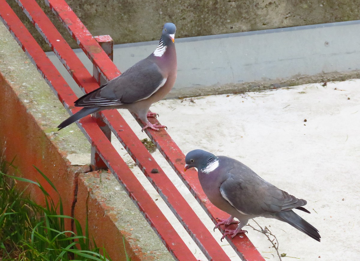 Common Wood-Pigeon - ML216309401