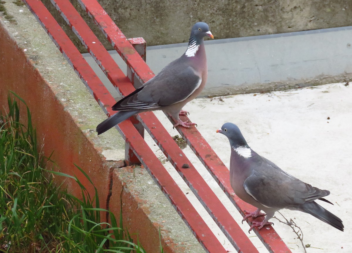 Common Wood-Pigeon - ML216309411