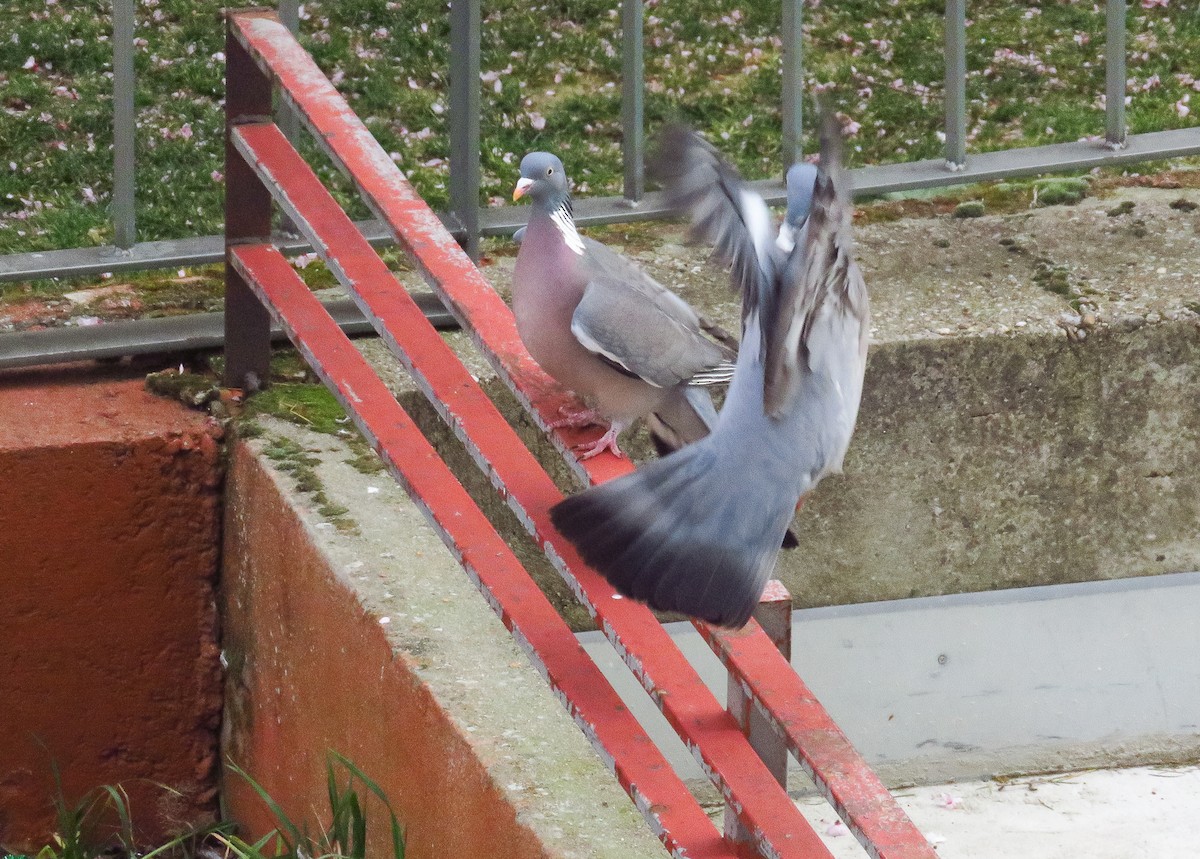 Common Wood-Pigeon - ML216309441