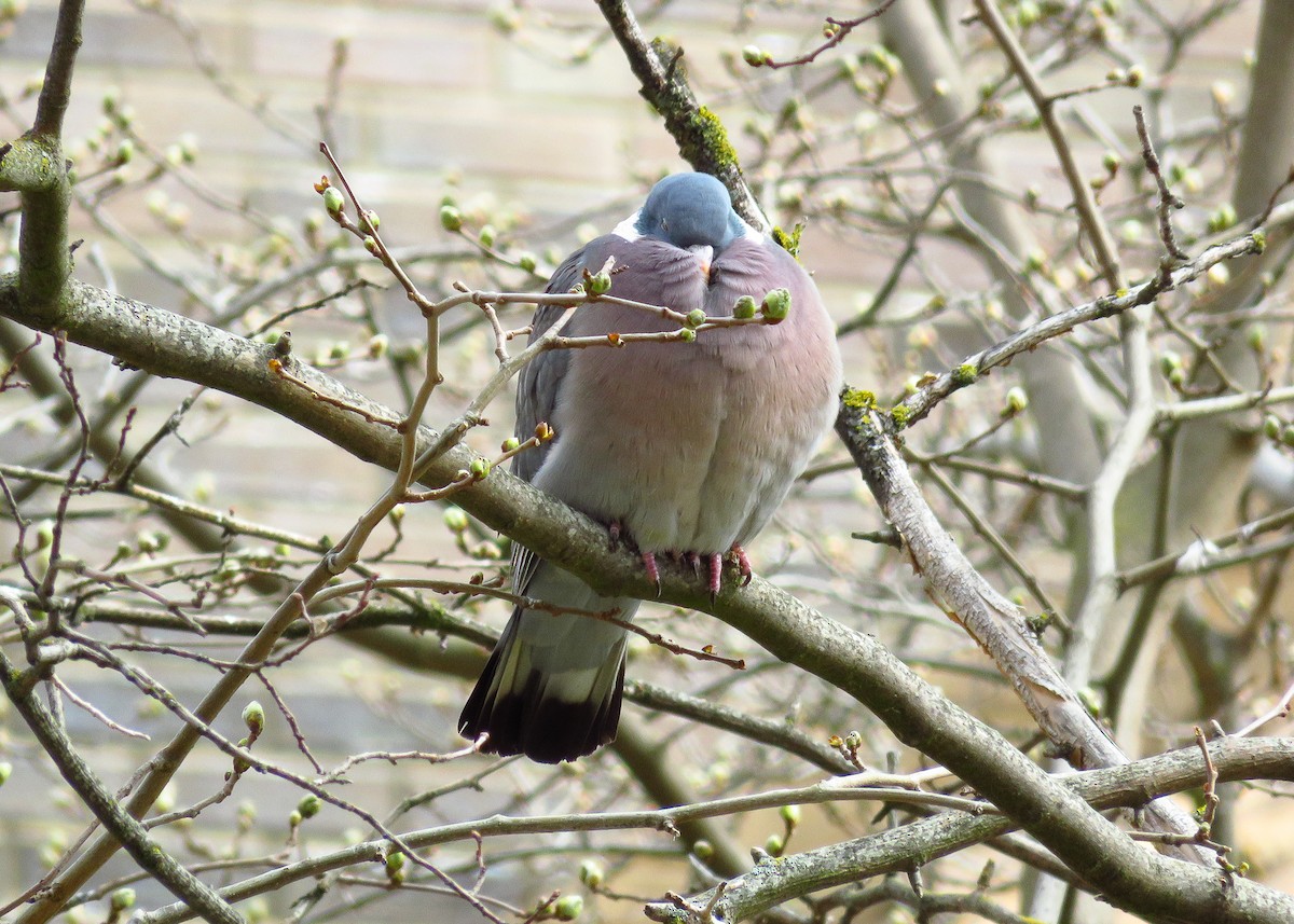 Common Wood-Pigeon - ML216309571