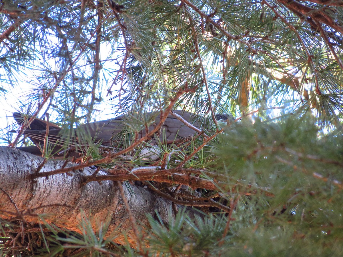 Common Wood-Pigeon - ML216309631