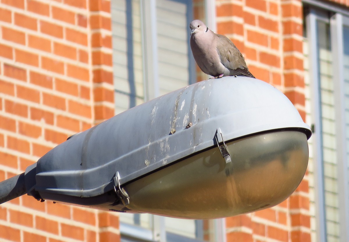 Eurasian Collared-Dove - ML216309751