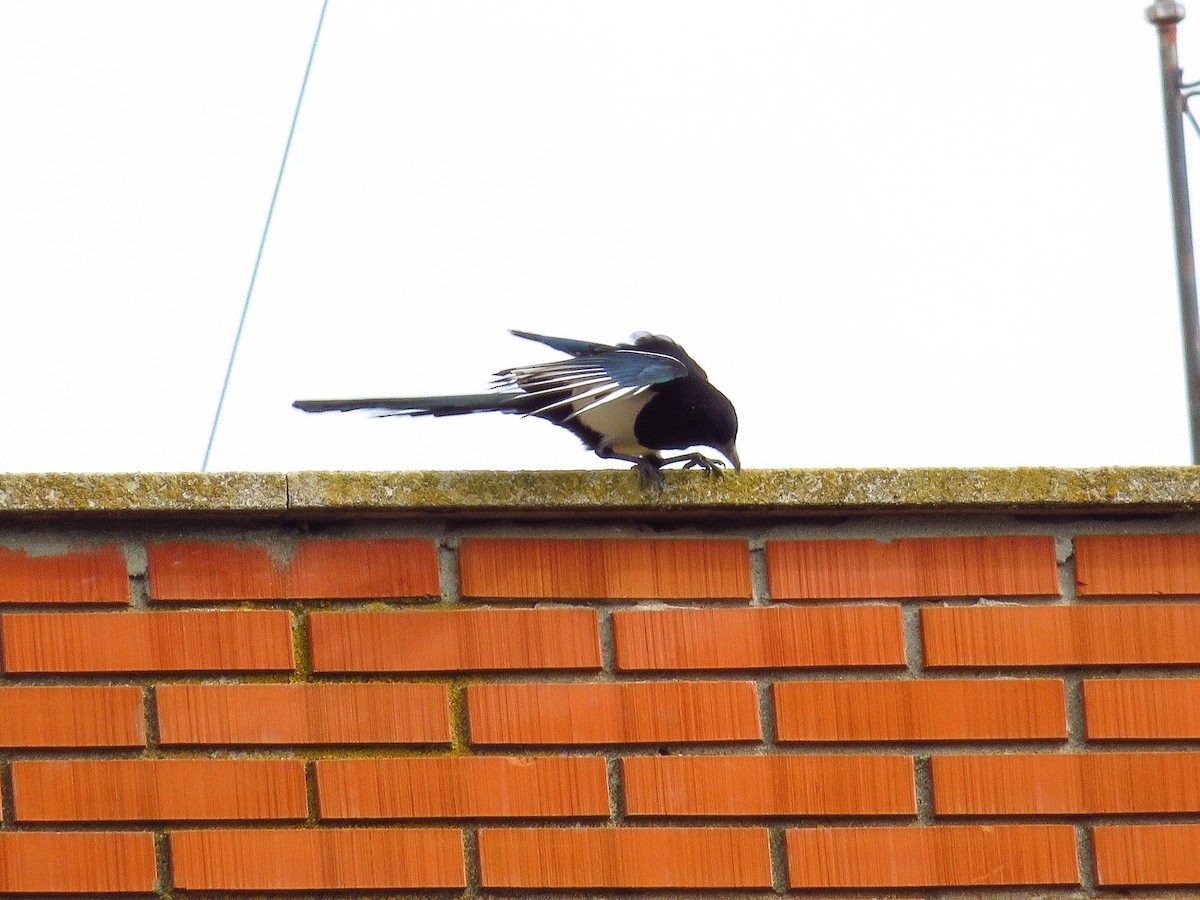 Eurasian Magpie - ML216309811