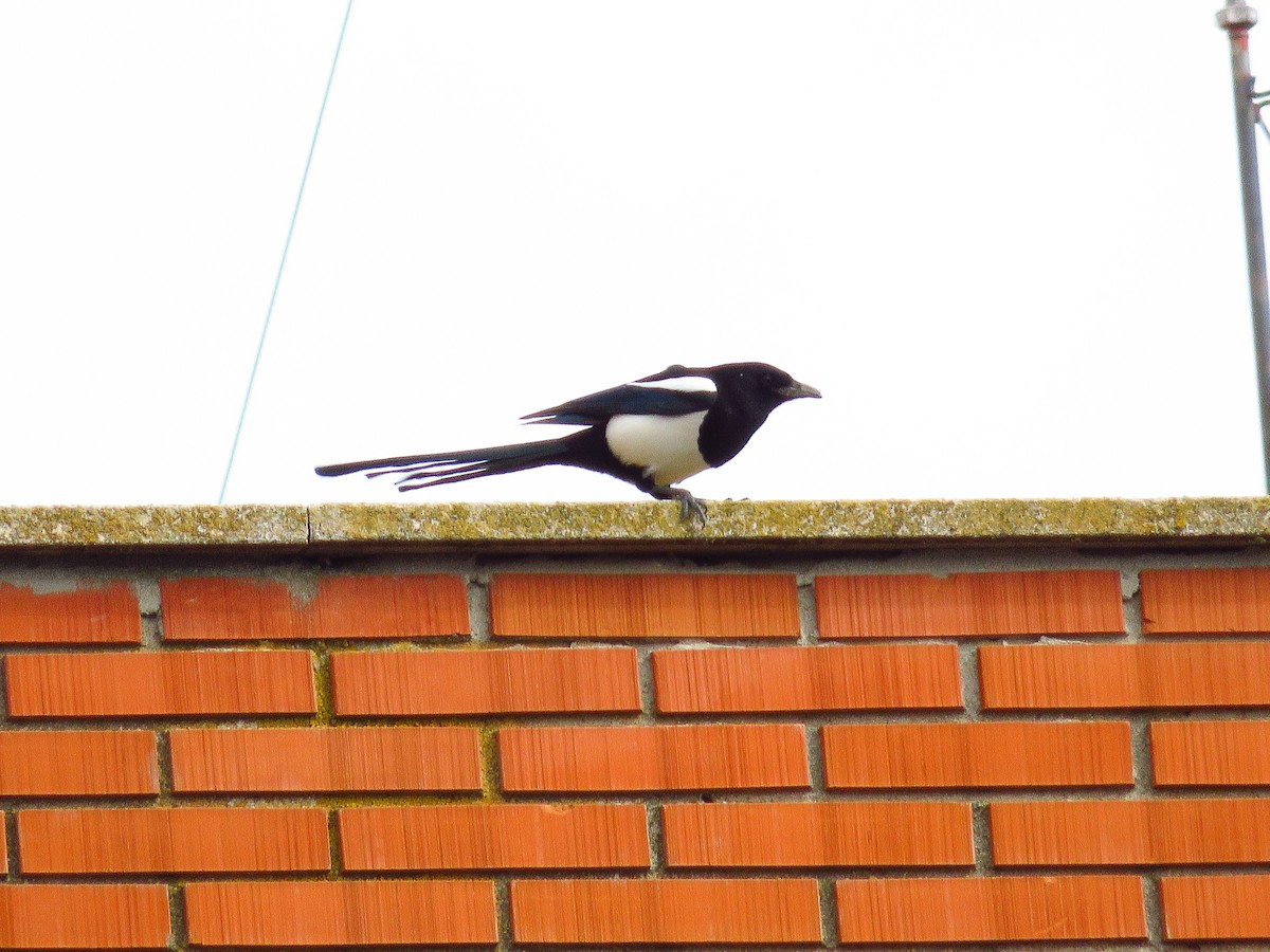 Eurasian Magpie - ML216309821