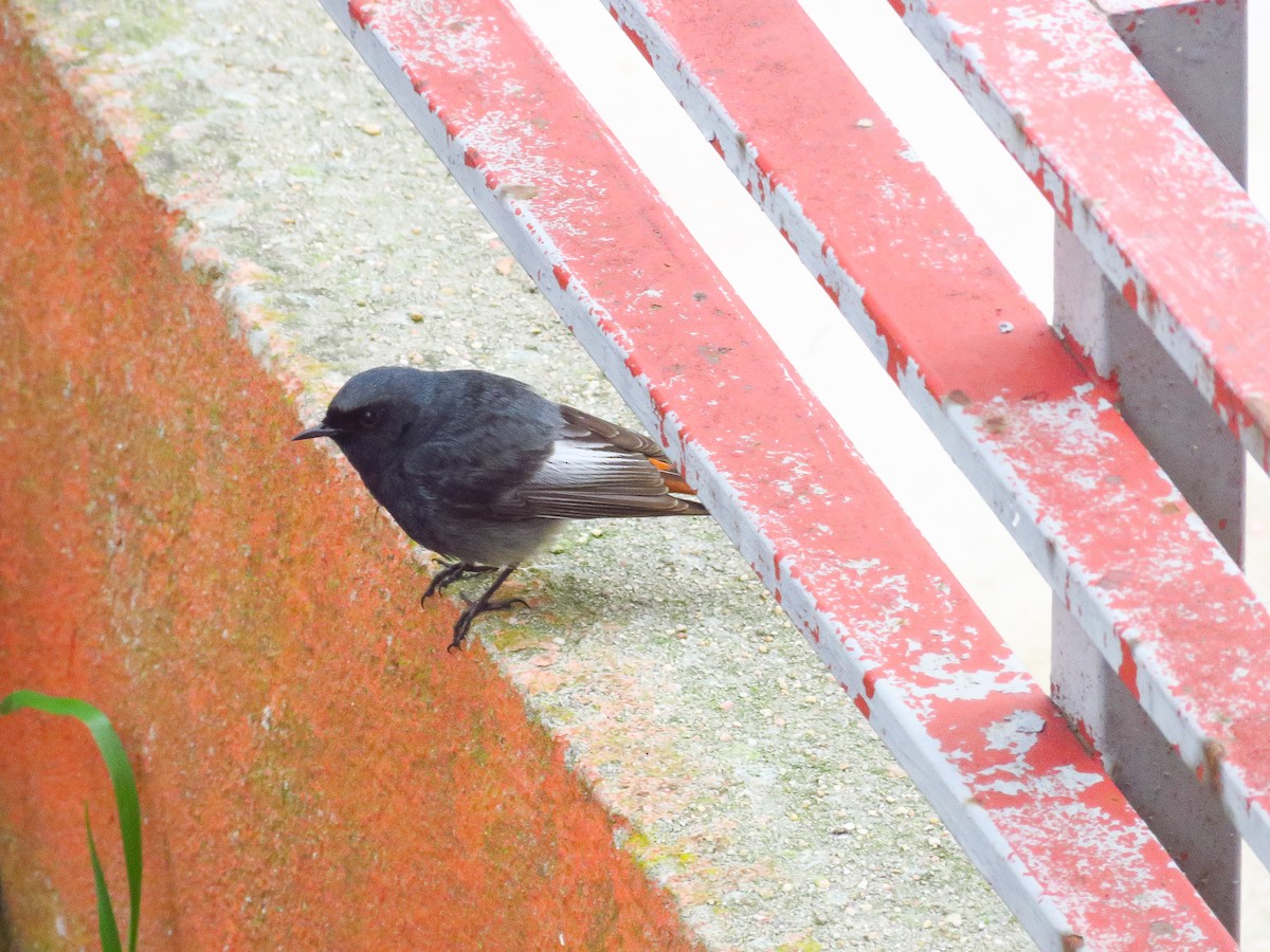 Black Redstart - ML216309981