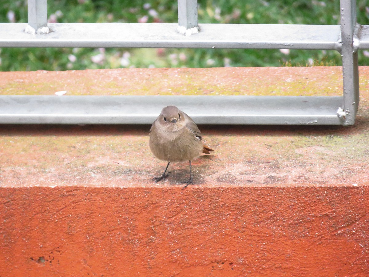 Black Redstart - Miguel Ángel Madrid Gómez