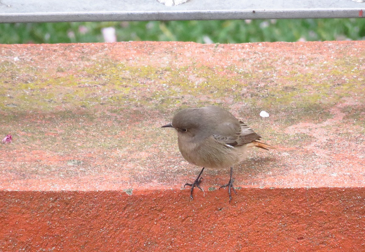 Black Redstart - Miguel Ángel Madrid Gómez