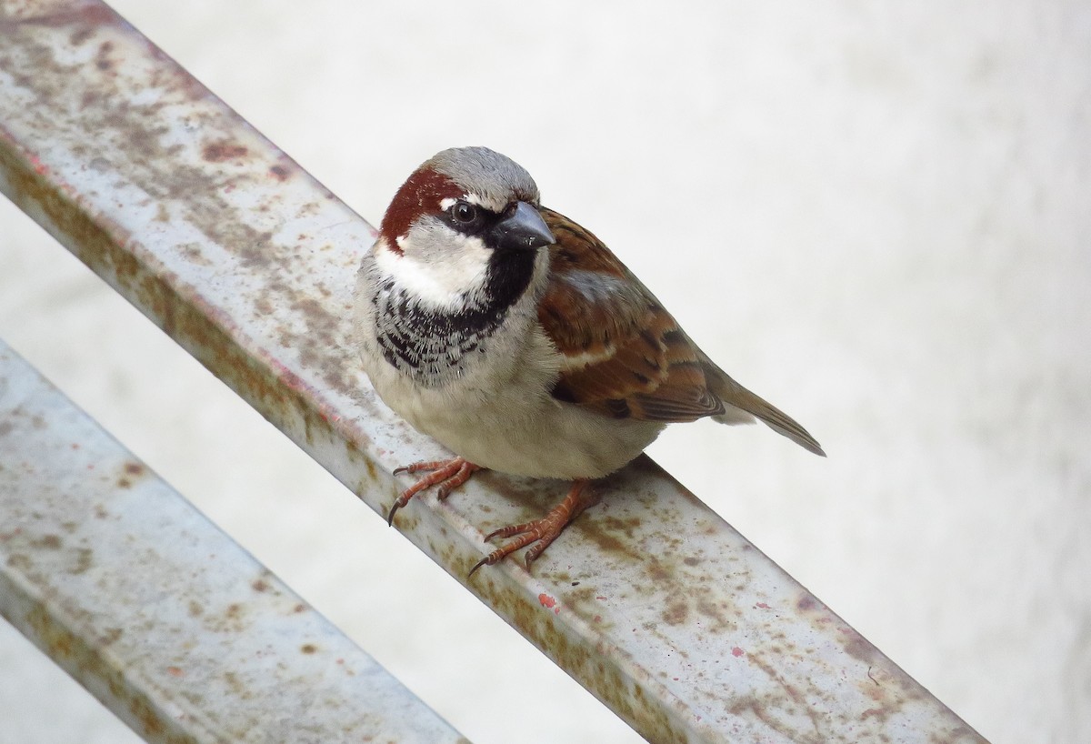 Moineau domestique - ML216310061