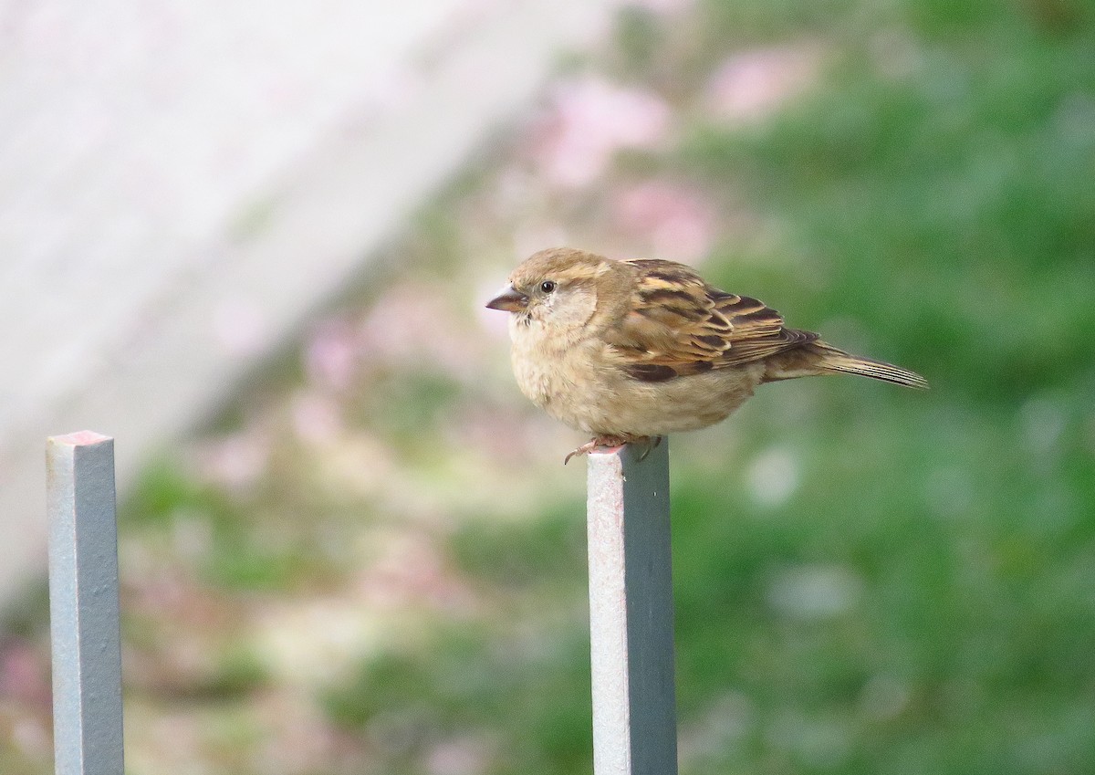 House Sparrow - ML216310071